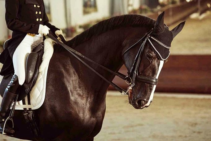 Le 10 Migliori Andature Del Cavallo Naturali E Artificiali