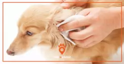 Perché usare un detergente per orecchie per cani
